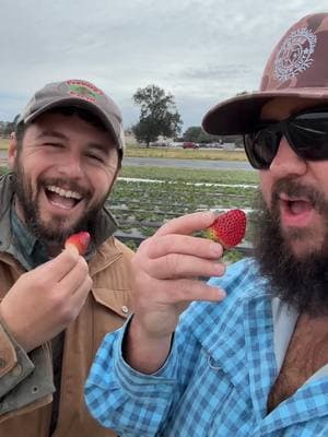 Picking Strawberries with ​⁠ @farmer.froberg #texasgarden #texasgardenguy #mytexasgarden #garden #gardening #strawberry#farmerfroberg