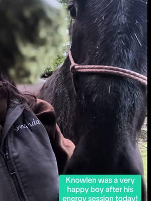 This handsome fella was the first horse I ever did energy work on! He holds a very special place in my heart! #spiritualawakening #fypage #intuitivereading #energyhealersoftiktok #reiki #reikimaster #reikihealing  #spirituality #energyprotection #energyhealing #spiritualgrowth #intuitivereader #spiritualmentor #divinefeminine #divinemasculine #spiritualgrowth #spiritualgrowthjourney #horses #horsesoftiktok #equine #horsehealth @Amanda’s Healing Touch