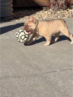 She loves to steal the soccer ball ⚽️ 😍🧸😎 #frenchiesoftiktok #frenchietok #frenchie #frenchiepuppy #puppytiktok #frenchielife #frenchielover #frenchiebabyy #frenchiepup #frenchy #frenchbulldogpuppy #frenchbulldogsoftiktok #frenchbulldogpuppies #frenchbulldoglife #frenchbulldogs4life #frenchbulldogworld #frenchbulldogmoments #frenchiebulldog #frenchbulldoglove #frenchbully #Soccer #puppybowl #puppytiktok #puppylife #puppyplaytime #puppytok #puppydog #rojo #fluffyfrenchie #fluffyfrenchies  