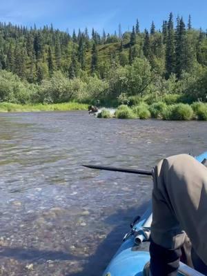 That time we almost made a wrong turn!  #alaska#bears#brownbear#rafting#flyfishing#fishing#goodlife#youscared##cali#river#holdmybeer 