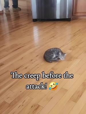 #catsoftiktok #cats #kittensoftiktok #funnycatsvideos #playfulkittens 