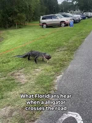 This Florida alligator has some FUNK in the TRUNK! 🔊🐊 @jorgeheathen #GatorOnTheMove #SwampLifeVibes #EvergladesFlow #fettywap #EvergladesHolidayPark