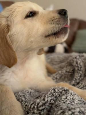 I love my water biscuits #icecubes #sammythegolden #goldenretriever #goldenretrieverpuppy #goldenretrieversoftiktok #puppy #fyp #asmr #puppyasmr 