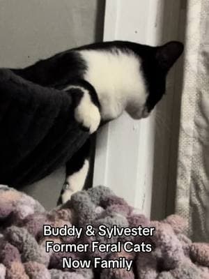 Befriending #buddy #sylvester #formerferal #rescue #story #catsoftiktok #catdaddyadventures #catlovers #catdistributionsystem #kitten 