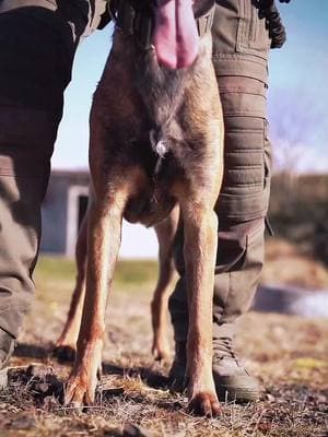 #america #amazing #malinois #k9 #dogs #fyp #tacticaldog #DogTraining