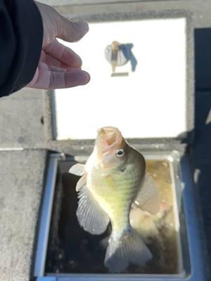 #crappie #crappiefishing #fyp #fishing #mississippi #foryoupage #february #addiction #fishtok #magnoliacrappieclub #fypage 