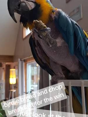 #blueandgoldmacaw #blueandgold #birdie #bread #homemade #healthy ways to hide those veggies 😌