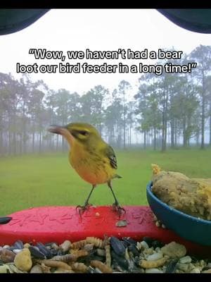 #birdbuddy #birdfeeder #wildlife #nature 