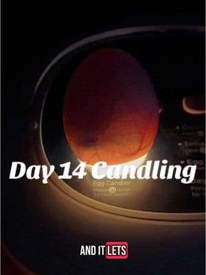 Day 14 is my favorite because I really get a good idea about how many babies I need to prepare for (especially with shipped eggs you just never know!)  Make sure you are following…babies coming in one week!  #hatchingeggs #hatchingchicks #chickens