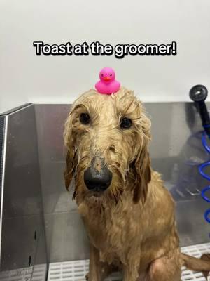 #narcolepticdog #narcolepsy #doodle #dogtok #teamtoast #toastthenarcolepticdoodl #doggrooming @Sarah