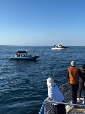 Throwback Thursday! 🐋✨ Just last week (1/30/25), we had an unforgettable Orca encounter off Newport Beach alongside @newportcoastaladventure! This moment is a perfect reminder—you never know when they’ll show, but you better just go! 💙🐬 A once-in-a-lifetime experience for these lucky whale watchers! 🎥 Filmed by Emily Graves. Book your experience today at danawharf.com #DanaWharf #WhaleWatching #OrcaEncounter #NewportBeach #YouNeverKnow