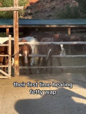 i think they’re digging it #horses #duderanch #wyoming #ranchlife #western 