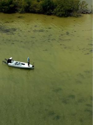 @capt_alex_hughey shows us his world! 🌍  🎥: Local Knowledge S9:E1 “Mangrove Mama” Available on YouTube, Waypoint TV & Streaming apps #sightcasting #redfish #redfishing #starbrite #starbritesolutions #mangroves #florida #mangrovesrestoration #seasafe #fishing #sportfishing 