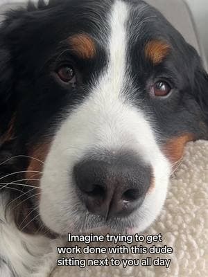 I never get anything done!  #bmd #goodboy #berner #bernesemountaindog #bernesepuppy #willard #goodboywillard #pup #dogs #dogs #dogsoftiktok #doglover 