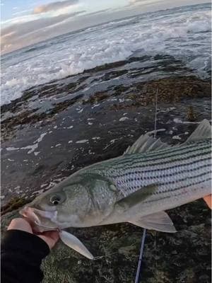 The Breachway Bomber is one of my favorite shore fishing lures for striped bass, have you guys tried it yet? #fishing #lures #striper #shorefishing #surfcasting 