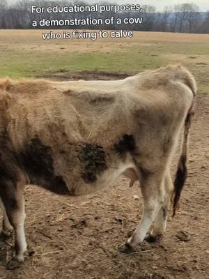 This is Reba, she's really close to calving. Here are some classic signs #thisoldhillbilly #smallfarm #homestead #rawmilk #jerseycow #pregnant 