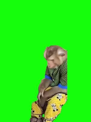 Monkey sitting. Meme Green Screen  #discord #capcut #procreator #fyp #meme #viralgoals #protemplates #greenscreen #viral #trend #memecut #meme #monkey 