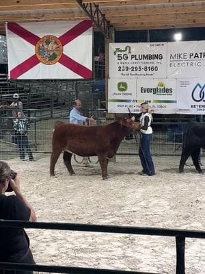 Cedar won Reserve Grand Champion heifer. #fyp #dowhatyoulove #viral #tiktok #influencer #showlife #keepinitcountry #showday #giveitallyougot 