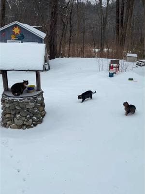 Thursday lunch on a snowy day w/Daily Hiss #fyp #dailyhiss #snowday #cattok #feralcat #catsoftiktok #cats #feralcatsoftiktok #helpcontrolthepetpopulation #spayandneuteryourcats #tnr #tnrworks #trapneuterreturn #feralcats #catlovers 