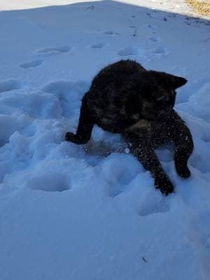 Kittens is snow is one of the cutest things ever! #barncats #barncatsoftiktok #kitten #kittensoftiktok #tortoiseshellcat #tortiesoftiktok #orangecat #orangecatbehavior #orangecatsoftiktok #kittens #snow 