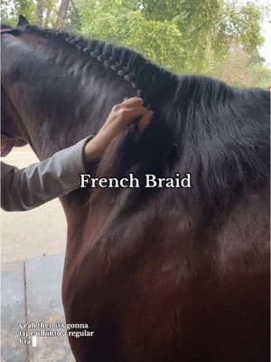 French braiding a western mane 🤠 #equestrian #horses #mane #horsemane #maneandtail #horseriding #horseowner #horsegrooming #horsecare #horse101 #frenchbraid #braiding #banding #equestrianvibes #equestrianlife #horseshow #fypシ #western #english #dressage #horsebraiding