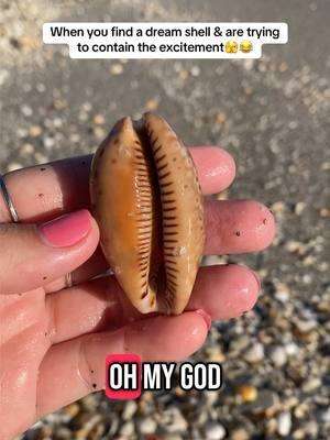 Second measled cowrie find of the morning!! I was in shock lol😱🤩 This is also one of the reasons I record voiceovers for my shelling videos😅 🌴Palm Beach County, Florida #floridaseashells #cowrie #shelling 