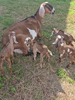 #goat #goats #goatsoftiktok #goatfarm #farm #farmlife #goatmilk #furbaby #furbabies #furbabiesoftiktok 