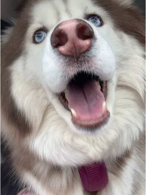 We have big feelings about visits to the vet #foryou #husky #siberianhusky #siberianhuskies #dog #dogsoftiktok #dogs #cute #fyp #talkingdog #talkinghusky #howlingdog #snowdog 