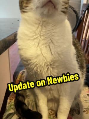 Update. Please watch. Donations greatly appreciated. Link in bio. Thank you for your support #tnr #rescuecats #catrescuer #cattok #seniorcats #homelesscats #streetcats #update #felv #felvkitten #felvlove #cats #catsoftiktok #faithinhumanityrestored #nokillnation #spayneuter #adoptacat #arewehomeyet #arewehomeyetcatsanctuary #veterinarycare 