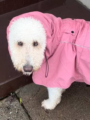 Day three of torture. Please send help. #anniethedoodle #labradoodle #labradoodles #labradoodlesoftiktok #labradoodlesofinstagram #doodle #doodles #doodleproblems #dog #puppy #animals #socute #animalsoftiktok #dogsofinstagram #goldendoodle #dogsoftiktok #dogtok #doglovers #dogsofinstagram #viral #foryou #fyp #foryoupage #amazon #raincoat