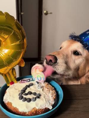 Happy 6th Birthday to Yogi. Our most perfect boy. #therapydog #dogparty #goldenretriever #funnydog 