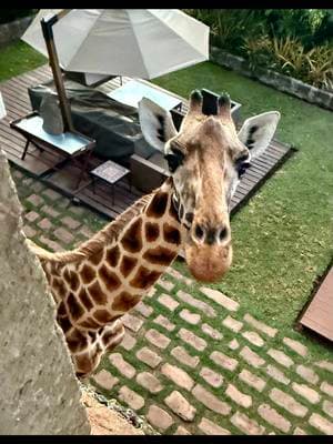 Here’s to Living One’s Bucket List… Ladies & gentlemen, I present to you Giraffe Manor! It finally happened - I spent the night in the Jock Room, waking up to the most magical encounter: feeding giraffes right from my window! For over ten years, I’ve dreamed of this moment. Michael and I talked about it so many times, and as I stood there, surrounded by these gentle giants, I felt him with me. It was romantic. It was spiritual. It was healing. There’s something truly special about being in their presence—their grace, their curiosity, their quiet wisdom. But beyond the selfies and the magic, there’s a deeper story. Giraffes are facing a silent extinction, with populations declining by 40% in the last 30 years. That’s why Giraffe Manor’s #BehindTheSelfie campaign is so important—to raise awareness, protect these incredible animals, and ensure future generations get to experience their wonder. So here’s my challenge to you: Let’s go beyond the selfie. If giraffes have ever made you smile (or even photobombed your breakfast!), take a moment to learn more, support conservation, or share their story. Because moments like this? They deserve to last forever. #AnthonyAntoine #BehindTheSelfie #GiraffeManor #DreamsComeTrue #WildlifeConservation #HealingJourneys #LiveYourBucketList