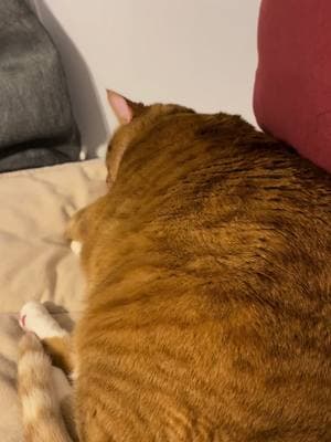 Can’t believe I interrupted our snuggle time again 🙃 #catsoftiktok #tiktokpets #sillycat #gingercat #cutecat #fatcat #chonkycat #cattok #chattycat #catswhoyell #sleepycat 