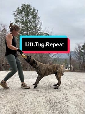 Lift.Tug.Repeat. 💪  When I’m lifting weights in the morning I play tug with him in between sets. Helps me get some extra cardio in. Trigger warning, there is some blood at the end of the video. 🩸  #tug #lift #liftweights #strong #dog #dogsoftiktok #bigdog #boerboel #strongdog #bite #blood #owie #dogcommunity #morningroutine #CapCut 