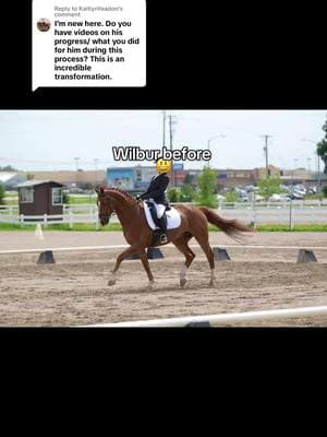 Replying to @KaitlynYeadon some more clips with dates! #horse #warmblood #hanoverian #dressagehorse #horsegirl #horserider #horseriding #sidewinders #sidewindershorse #horsesidewinders #horsetok #horsesoftiktok #horselove #horselover #barefoothorse #navicularhorse #horserehab #horseinjury #horsetransformation #sadhorse #retiredhorse #chestnuthorse #horseriding #equestrian #horsesoftiktok #importedhorse #horselife 