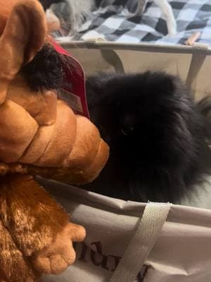 This Alf backpack loves kitties.  Wynn is still suspicious! #cat #catsoftiktok #blackcatsoftiktok #persiancatsoftiktok #TikTokShop #alf #80s 