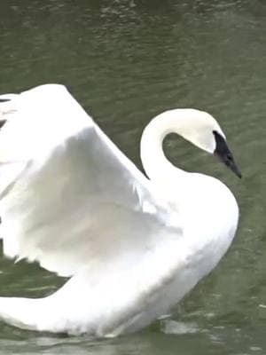 Leslie Knope is the real MVP! 🦢💪 Watch her level up in comfort and confidence - she's sure come a long way! We’re so proud of this health checkup pro! 🌟 #DetroitZoo #AnimalWellBeing #Swan #LeslieKnope #AnimalTraining #BehindTheScenes #SwanQueen #AnimalSuccess