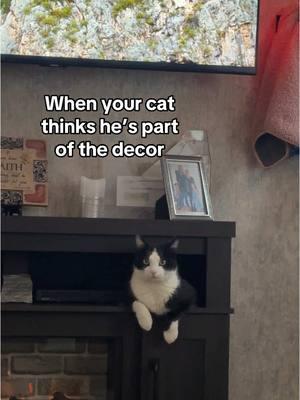 Oh Dunkin Marie you crack me up #catsoftiktok #decor #weirdcats #tuxedocatsoftiktok 