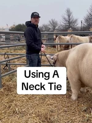 Uasing a neck tie 👍🏼 #livestockshow #cattleshow #livestock #showcattle #ffa #4h #showsteer #cattle #showheifer #steershow #heifer #heifershow #steer #clippingcattle 