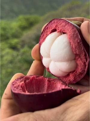 Mangosteen is a tropical fruit native to Southeast Asia. Where were you the first time you ate this fruit? It is high in antioxidants known as xanthones which help the body resist stress and rich in tannins which promote intestinal health.💜 You can order a box of fresh mangosteen online at Miamifruit.org 🌈 #mangosteen #queenoffruit #miamifruit #tropicalfruit #fruit #rarefruit 