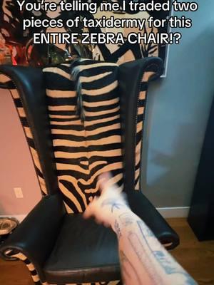 I’m in love with this chair 🦓🩷#taxidermy #odditiescollector #taxidermytiktok 