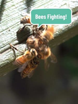 Replying to @KhlavKalash Do beehives fight each other? #beekeeper #beekeeping #beehive #bees #LearnOnTikTok #beetok 