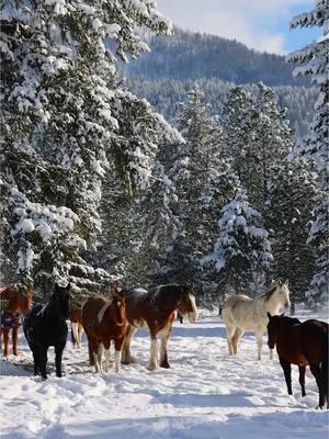 When you walk up thinking the herd is having a very important meeting… but it’s actually just a company-wide nap led by Peanut 🐴 Peak productivity or the best wellness program ever?! 😴😂  #teammeeting #wellnessprogram #funnyhorses #naptime #SelfCare #horselover #funnyvideosdaily #horses #horselife #horsereels #winterwonderland #funny #groupmeeting #ranchlife