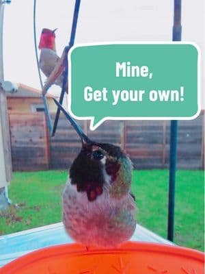 Apparently it is hard for the one on the swing to wait his turn to use the Bird Buddy feeder.  So he settles for the smaller feeder to the right.  #birdbuddy #hummingbirdmama #hummingbirdmoments #lovenpositivevibes 