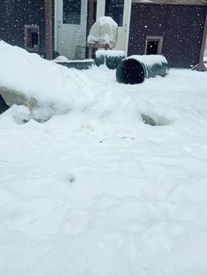 Who enjoyed the snowstorm today?! For sure Beans and the Arctic girlies were in HEAVEN! Amazing video from zookeeper Jaie!! #dewhaven #mainezoo #nonprofit #notapet #rescue #winterinmaine 