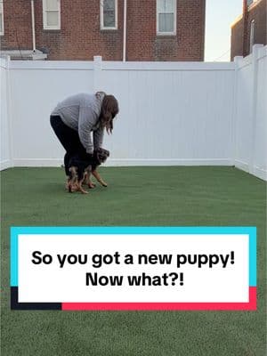 Part 1- The best first thing you can teach your puppy or new dog!  #clickertraining #DogTraining #dogsoftiktok #cutepuppy #gsdpuppy #gsdoftiktok #babydog #balancedtraining #offleashdog 