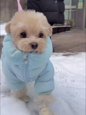 It’s a winter wonder land! ❄️☃️🐾 - Credit: @angel_junho on IG #maltipoo #maltipoosofinstagram #maltipoopuppy #maltipoolove #maltipoonation #maltipoos #maltipoolife #maltipoolovers #maltipoodle #cavapoo #cavapoosofinstagram #maltesemix #maltesegram #maltesepoodle #maltesenation #maltesedog #malteselove #poodleworld #poodleclub #poodle🐩 #poodleoftheday #dogdailyfeaturesss #dogfeatures #cavapoos #poodlesofinsta #poodlepic #poodledog #malteseoftheday #maltesedogs