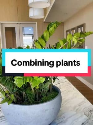 Combining smaller plants is a great way to get your plants fuller. #Indoorplants #houseplantcare #PlantTok #plantguy #indoorplantcare #plantsoftiktok #planttips 