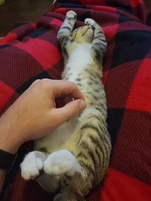 Tummy rubs #tabby #cat #tummy #rubs 