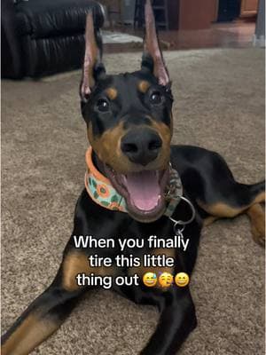 Feel like I just won the lotto 😂 #fyp #foryoupage #foryoupage❤️❤️ #foryou #indiana #foryouu #dogs #dogsoftiktok #foryour #dogstandards #dobiesoftiktok #dobermans_of_tiktok #dobermanpinschers #doberman 